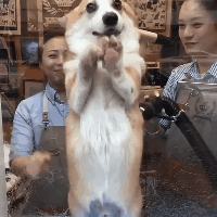 柯基？这明明是傻不拉基！-12.gif