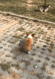 柯基？这明明是傻不拉基！-16.gif