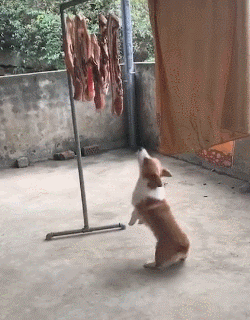 柯基？这明明是傻不拉基！-17.gif
