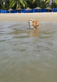 柯基？这明明是傻不拉基！-18.gif