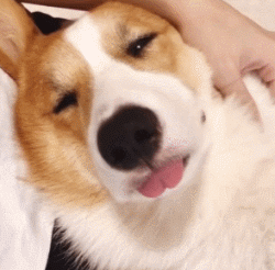 柯基？这明明是傻不拉基！-20.gif
