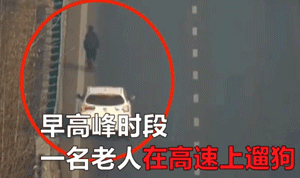 老人高速上遛狗，陌生女司机默默尾随“守护”！-1.gif