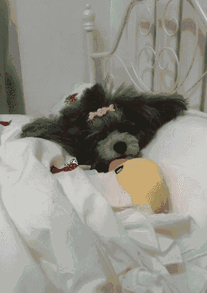 我把狗当孩子养，怎么了？-3.gif