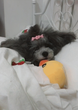 我把狗当孩子养，怎么了？-2.gif