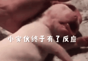 狗宝宝被妈妈压到窒息，主人坚持为其心肺复苏，终于奇迹发生了！-5.gif