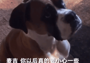 狗宝宝被妈妈压到窒息，主人坚持为其心肺复苏，终于奇迹发生了！-7.gif