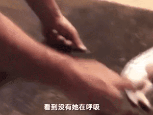 狗宝宝被妈妈压到窒息，主人坚持为其心肺复苏，终于奇迹发生了！-6.gif