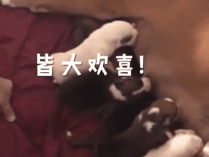 狗宝宝被妈妈压到窒息，主人坚持为其心肺复苏，终于奇迹发生了！-8.gif