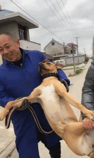 狗狗玩嗨了不肯回家，被主人强行抱走，狗砸：这姿势心好慌！-2.gif