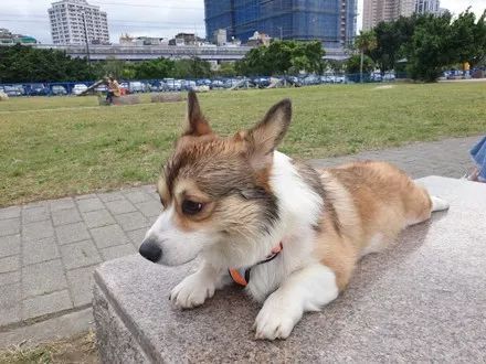 柯基去找德牧玩，结果对方太热情了，被强行按着洗了个头...-5.jpeg