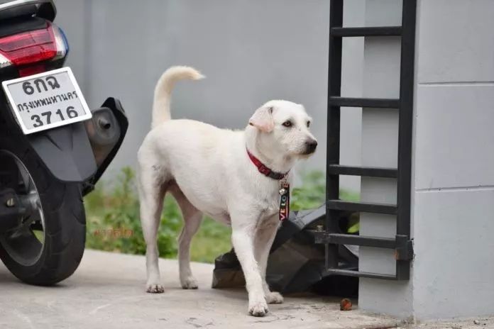 为庆祝走失爱犬顺利找回，大叔连摆三天流水席：随便吃！-1.jpeg