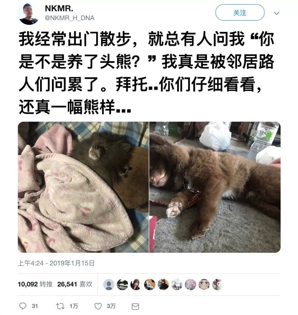 网友每次出门遛狗都被人误会，“你是不是养了一只熊？”-1.jpeg