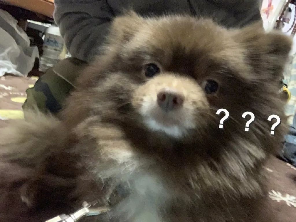 网友每次出门遛狗都被人误会，“你是不是养了一只熊？”-6.jpeg
