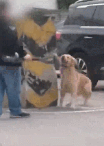 男子当街暴打金毛：我还没站稳你就敢动？-2.gif
