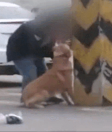 男子当街暴打金毛：我还没站稳你就敢动？-3.gif
