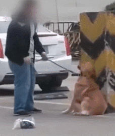 男子当街暴打金毛：我还没站稳你就敢动？-4.gif