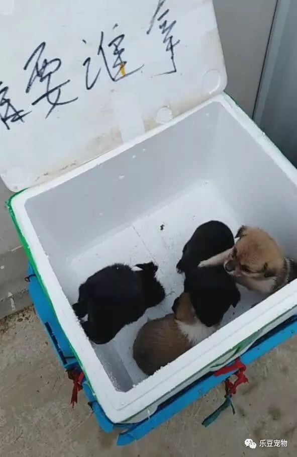 超市门口放了一筐小狗，写着：谁要谁拿……-4.jpeg