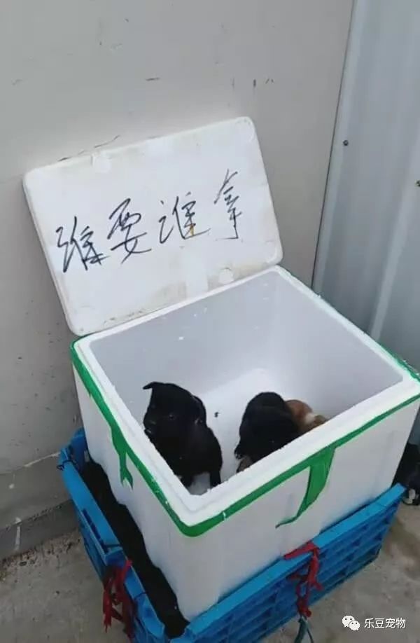 超市门口放了一筐小狗，写着：谁要谁拿……-2.jpeg
