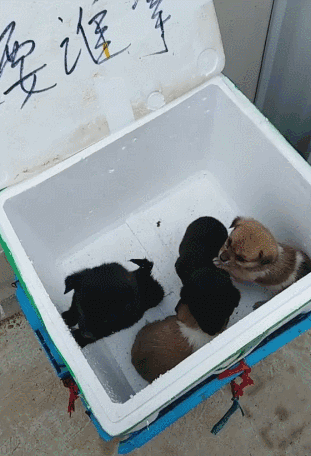 超市门口放了一筐小狗，写着：谁要谁拿……-5.gif