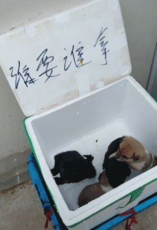 超市门口放了一筐小狗，写着：谁要谁拿……-6.gif