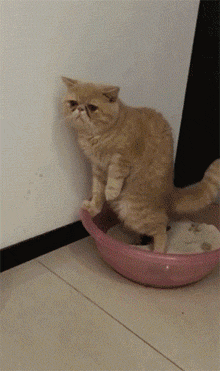 猫咪好不容易拉完粑粑，却找不到东西掩埋，干脆用了点空气！-1.gif