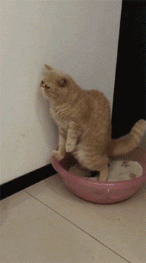 猫咪好不容易拉完粑粑，却找不到东西掩埋，干脆用了点空气！-2.gif