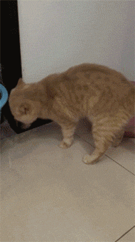 猫咪好不容易拉完粑粑，却找不到东西掩埋，干脆用了点空气！-3.gif