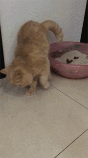 猫咪好不容易拉完粑粑，却找不到东西掩埋，干脆用了点空气！-4.gif