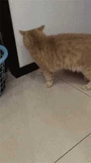 猫咪好不容易拉完粑粑，却找不到东西掩埋，干脆用了点空气！-6.gif