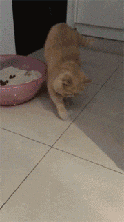 猫咪好不容易拉完粑粑，却找不到东西掩埋，干脆用了点空气！-5.gif