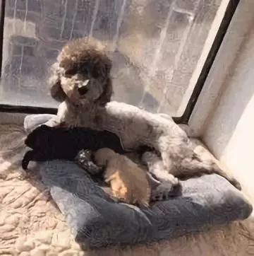 泰迪妈看见主人走过来，主动抬腿漏肚，主人：不用客气，我不吃！-2.jpeg