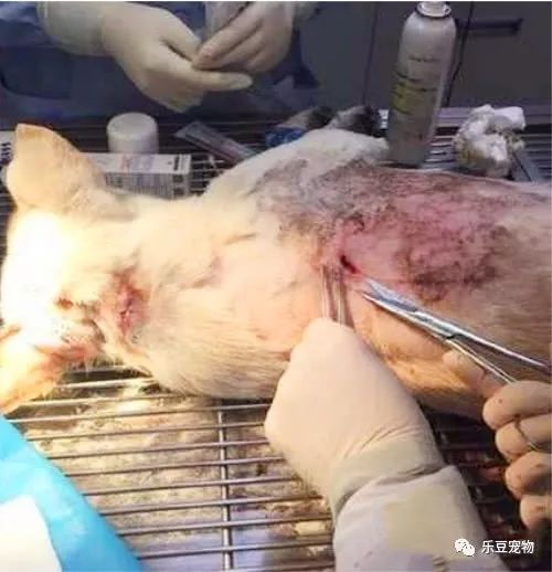 还记得这只被人用箭射穿的狗狗吗？后续情况来了！-3.jpeg