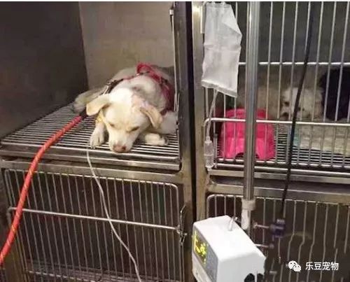 还记得这只被人用箭射穿的狗狗吗？后续情况来了！-4.jpeg