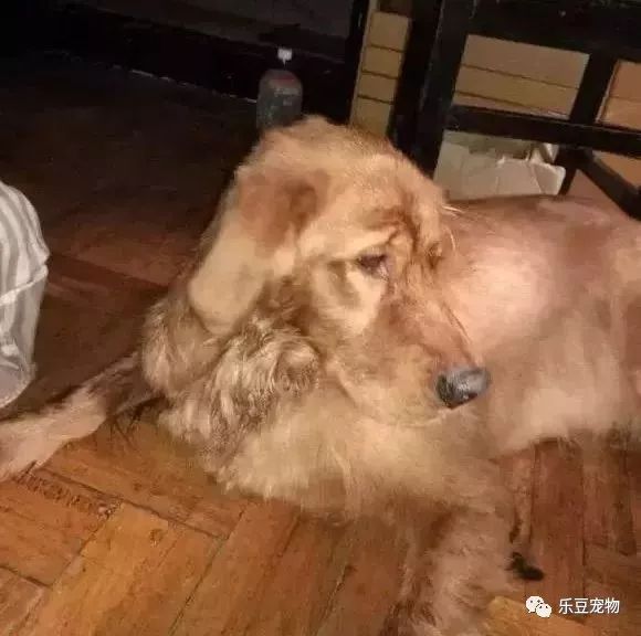 汽车站遇到只被抛弃的金毛，但这次我选择原谅它的原主人！-3.jpeg