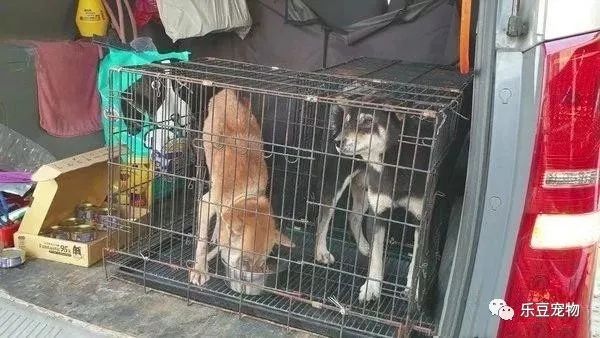 柴犬被主人扔进屋内等死，男子扔了两个罐头进去后，屋内发出惨叫-5.jpeg
