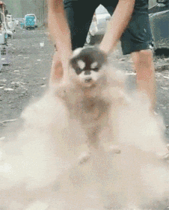 小阿拉斯加闯入土堆，主人一阵拍打，小家伙一脸懵逼！-4.gif
