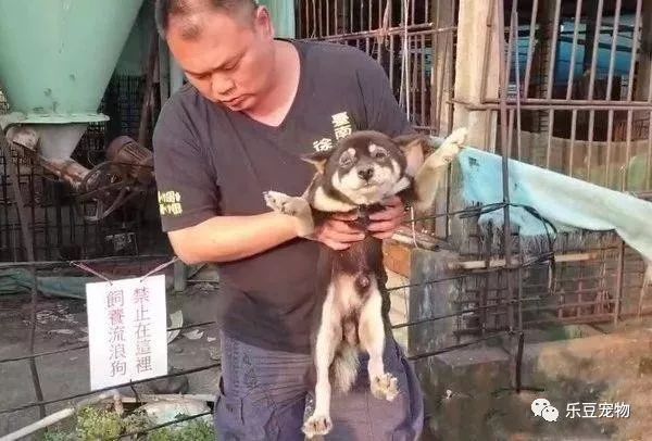 柴犬被主人扔进屋内等死，男子扔了两个罐头进去后，屋内发出惨叫-2.jpeg