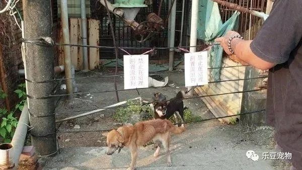 柴犬被主人扔进屋内等死，男子扔了两个罐头进去后，屋内发出惨叫-1.jpeg