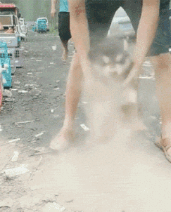小阿拉斯加闯入土堆，主人一阵拍打，小家伙一脸懵逼！-3.gif