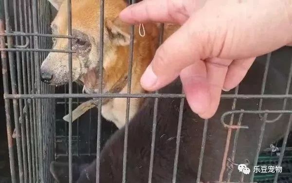 柴犬被主人扔进屋内等死，男子扔了两个罐头进去后，屋内发出惨叫-4.jpeg