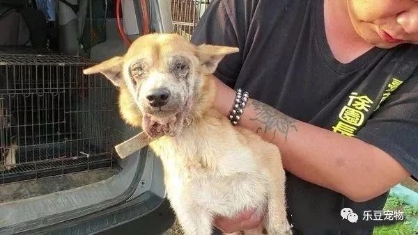 柴犬被主人扔进屋内等死，男子扔了两个罐头进去后，屋内发出惨叫-3.jpeg