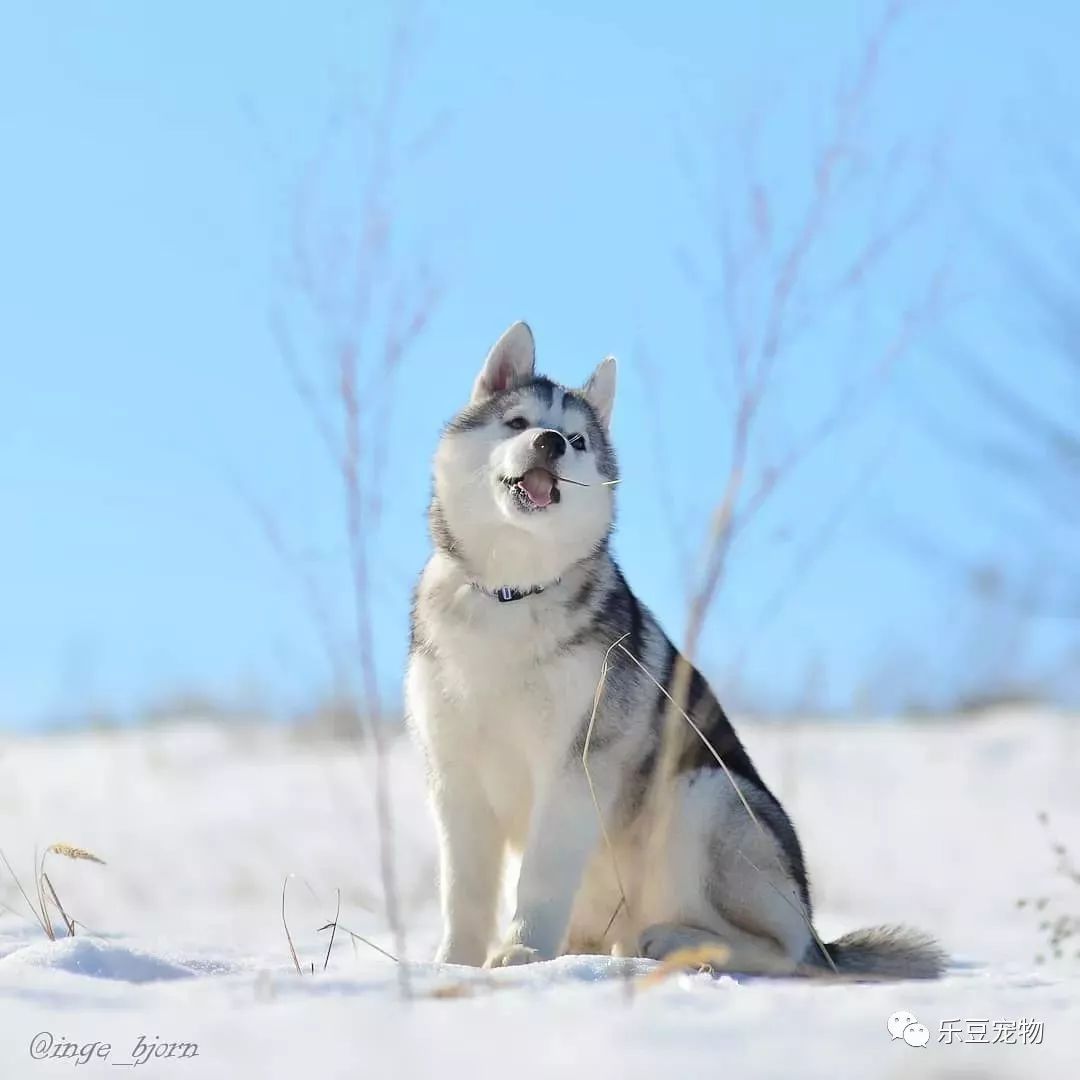 放在雪地中的二哈，颜值更上一个档次，这得迷死多少母哈！-3.jpeg