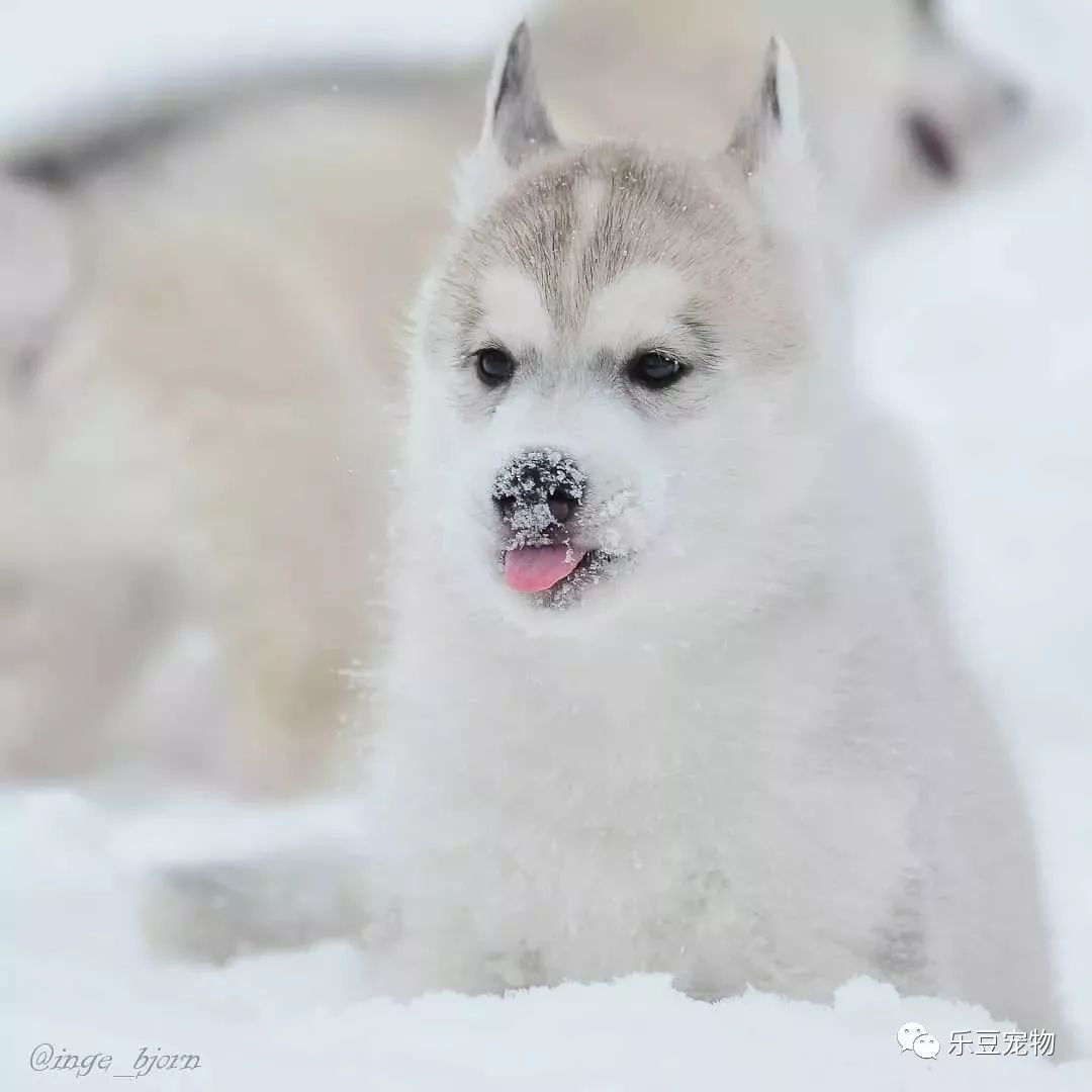 放在雪地中的二哈，颜值更上一个档次，这得迷死多少母哈！-7.jpeg