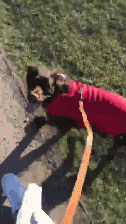 放假回家第一天去遛狗，结果狗子一直这个姿势看她...-2.gif