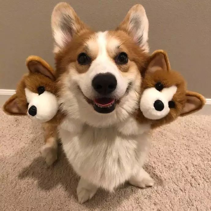 被这只地狱三头恶犬给萌晕了...-1.jpeg