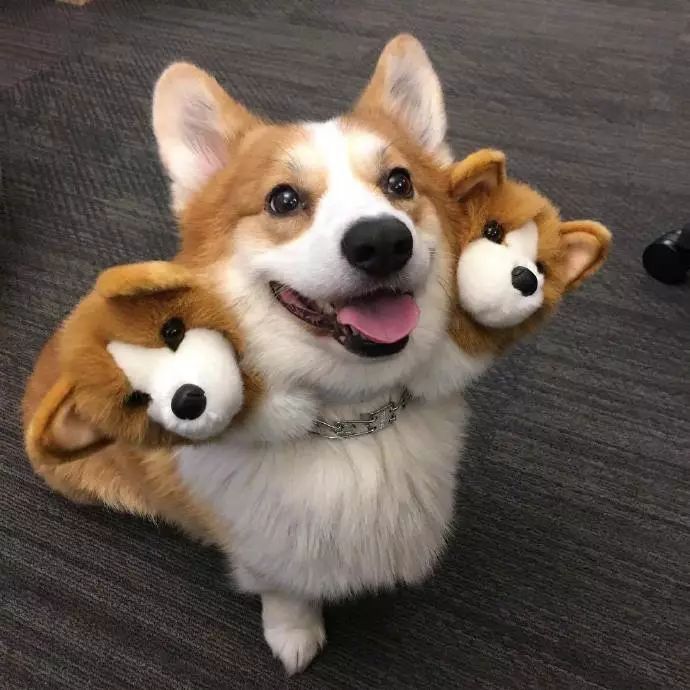 被这只地狱三头恶犬给萌晕了...-2.jpeg
