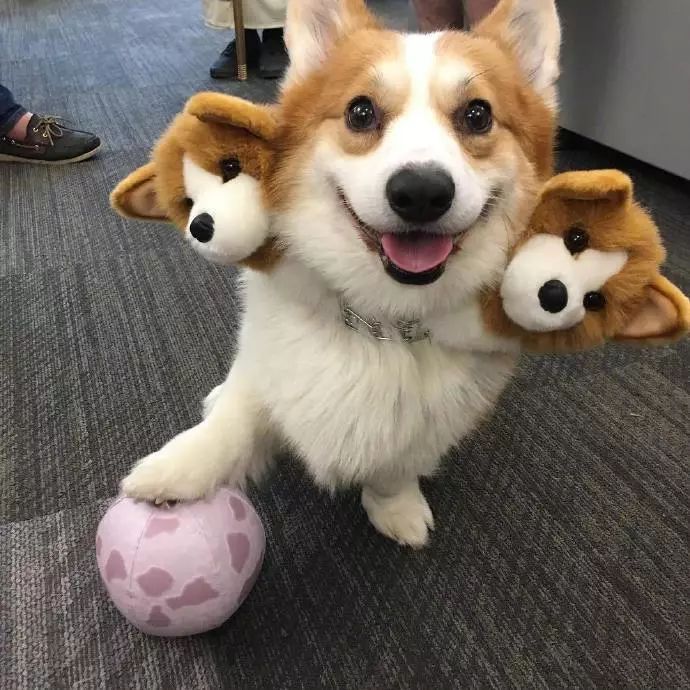 被这只地狱三头恶犬给萌晕了...-3.jpeg