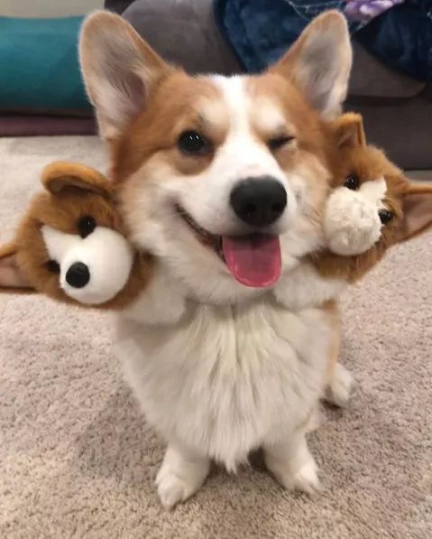 被这只地狱三头恶犬给萌晕了...-5.jpeg