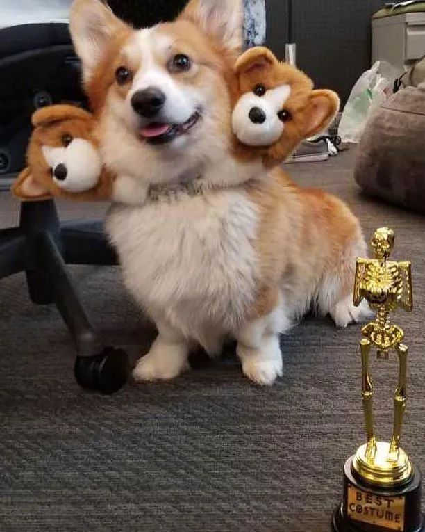 被这只地狱三头恶犬给萌晕了...-6.jpeg