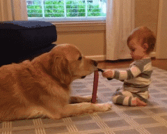 狗真的懂得谦让小孩子吗？-3.gif
